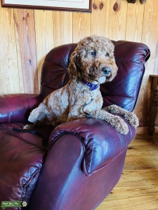 Stud for sale- AKC red and white poodle  Listing Image