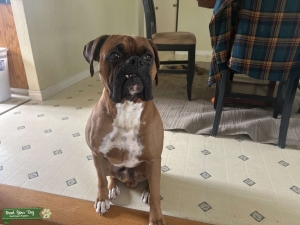 Brown male Boxer Listing Image