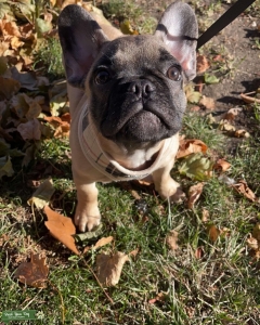 Handsome Frenchie Listing Image