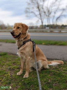Young Golden Retriever Listing Image