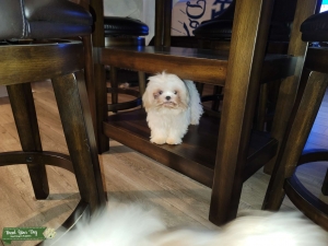 Very Unique White Shih Tzu Listing Image