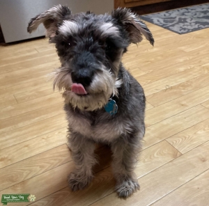 Young proven Mini Schnauzer ACA Listing Image