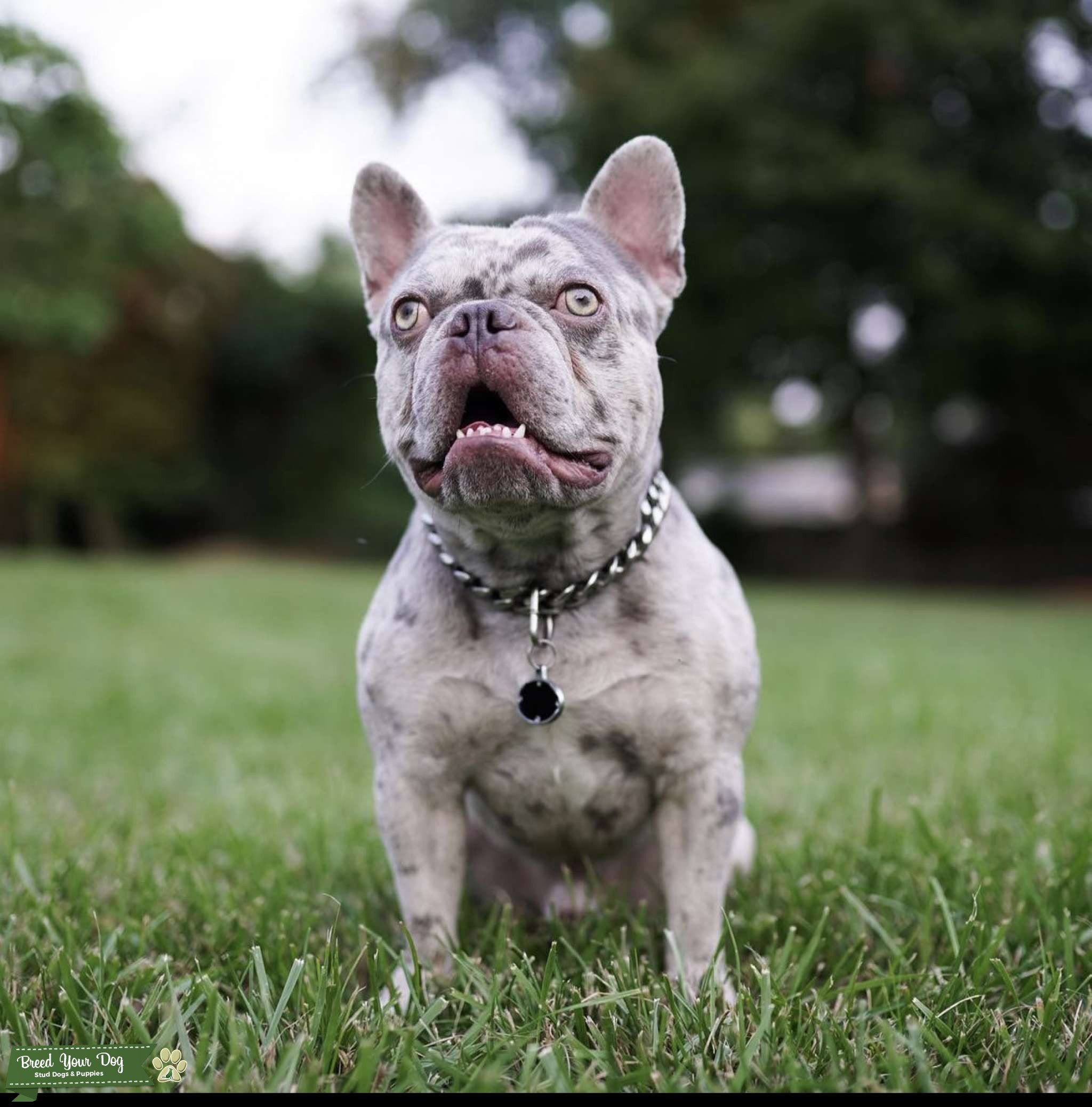 French bulldog Stud Stud Dog in Virginia , the United States Breed Your Dog
