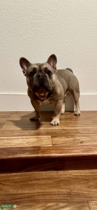 Blue fawn french bulldog available for stud service  Listing Image