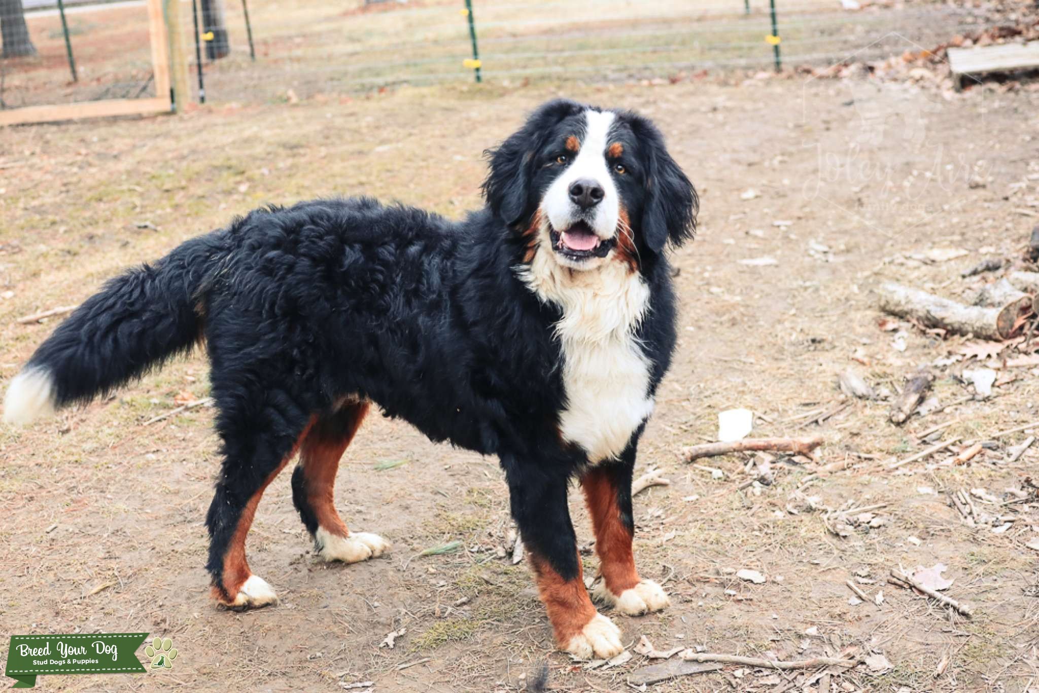 ACK, OFA Certified, DM Clear Bernese Mountain Dog Stud Stud Dog in IL