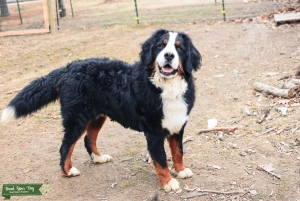 ACK, OFA Certified, DM Clear Bernese Mountain Dog Stud Listing Image