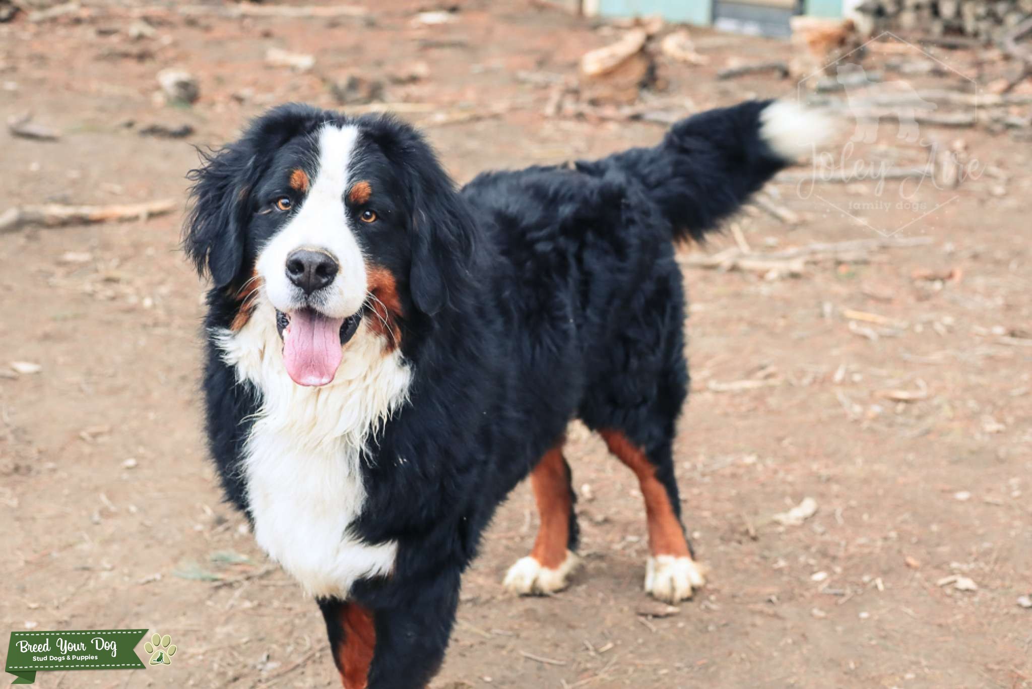 ACK, OFA Certified, DM Clear Bernese Mountain Dog Stud Stud Dog in IL