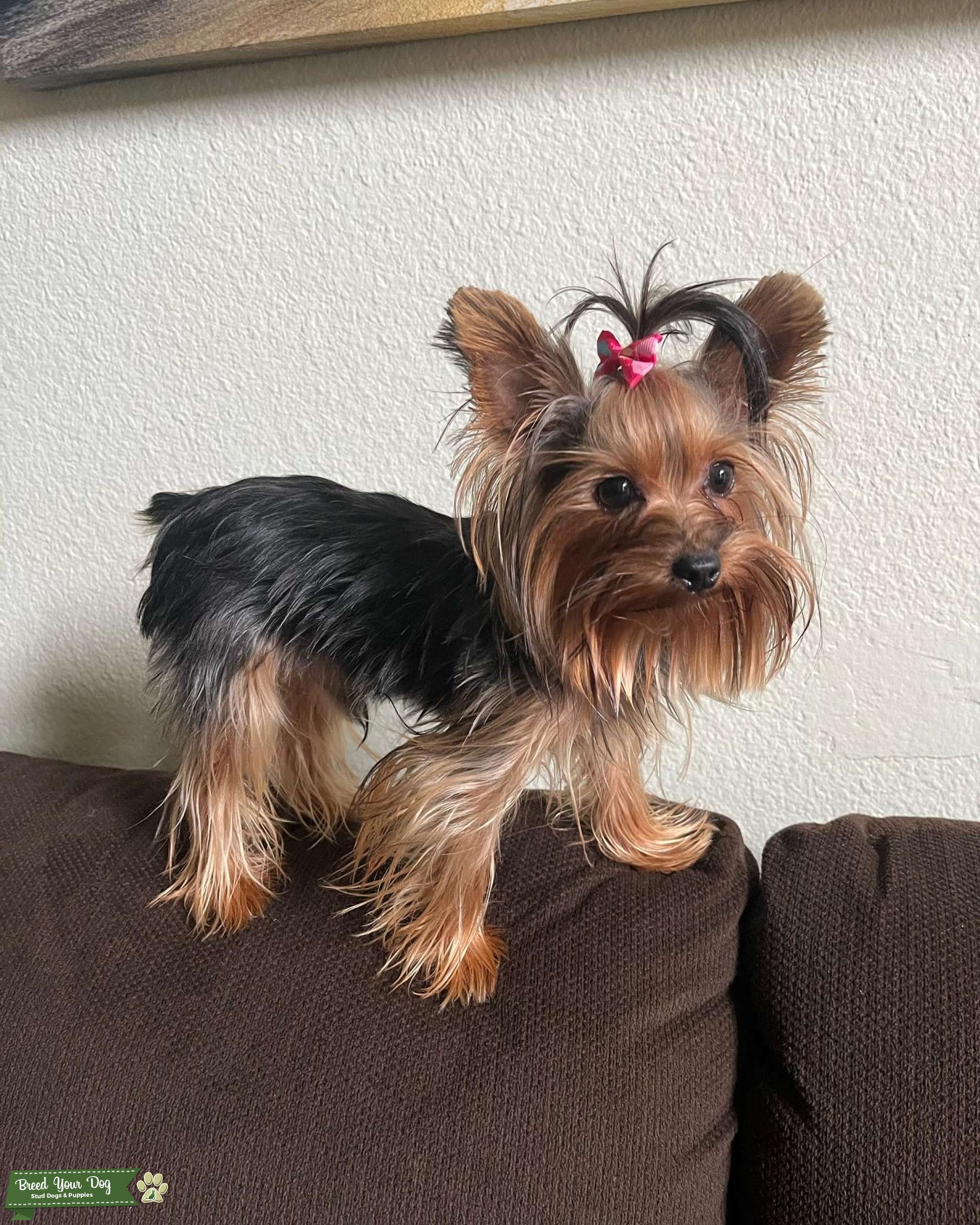 2 pound male yorkie stud Stud Dog in Chino hills California , the