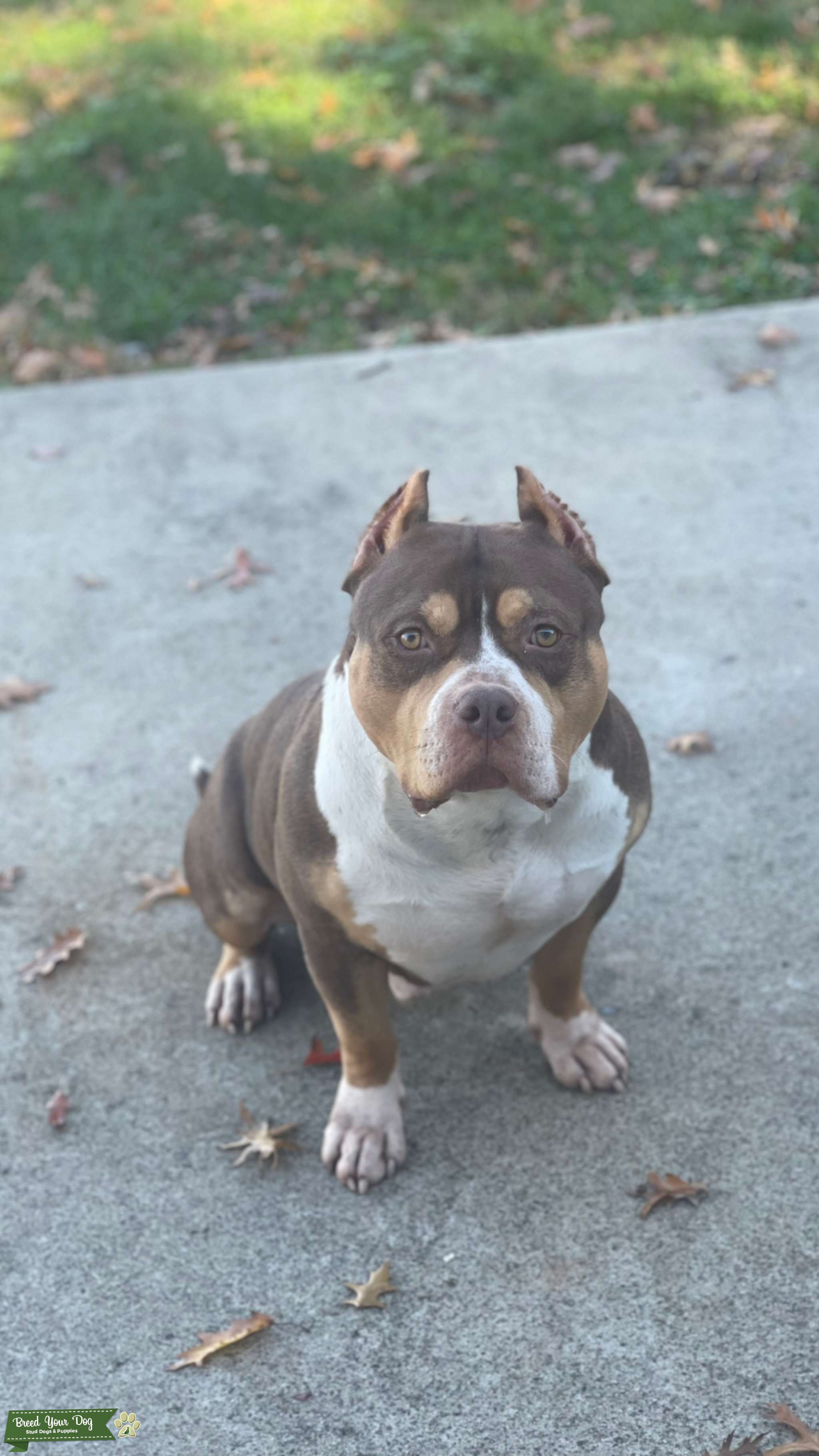 American Bully 77lbs Stud Dog New jersey Breed Your Dog