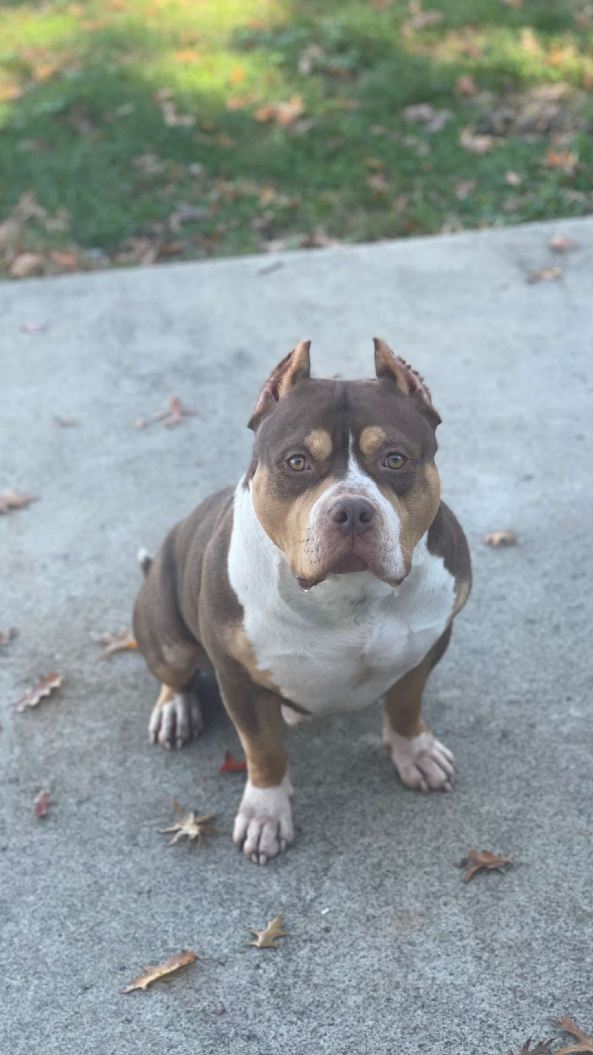 American Bully 77lbs Stud Dog in New jersey, the United States
