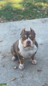 American Bully 77lbs Listing Image