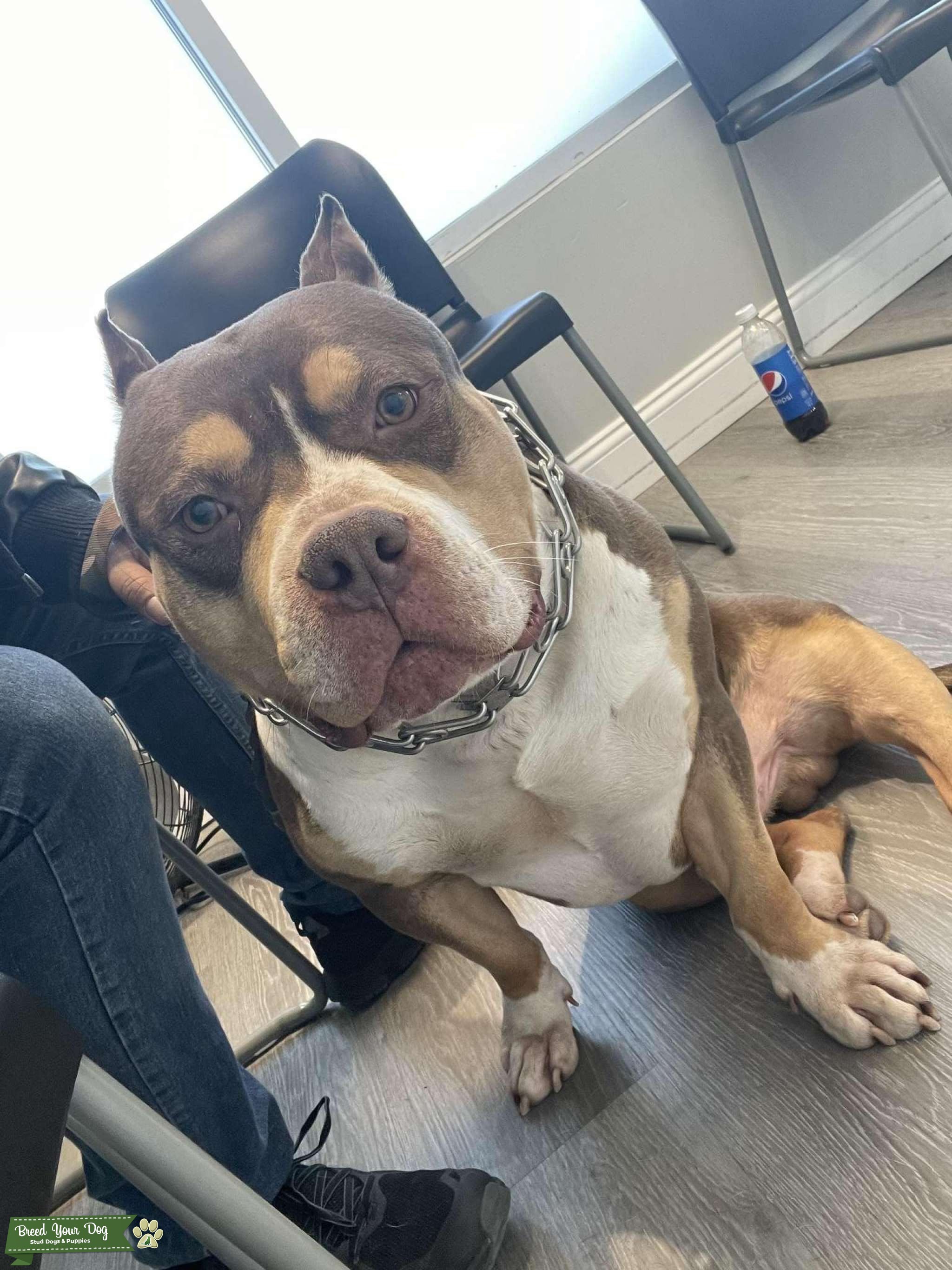 American Bully 77lbs Stud Dog New jersey Breed Your Dog