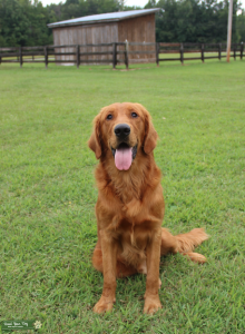 Red Golden Retriever Stud Listing Image