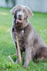 Purebred Newfoundlander Listing Image
