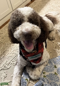 Sweet and Intelligent F1B Goldendoodle Stud (Tested) Listing Image