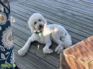 Goldendoodle Stud F1B Listing Image