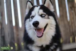 Siberian husky Listing Image