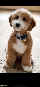 Mini Goldendoodle stud  Listing Image