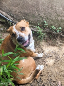 American Bulldog / Australian Cattle Dog Mix Listing Image