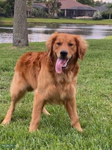 Golden Retriever for stud Listing Image