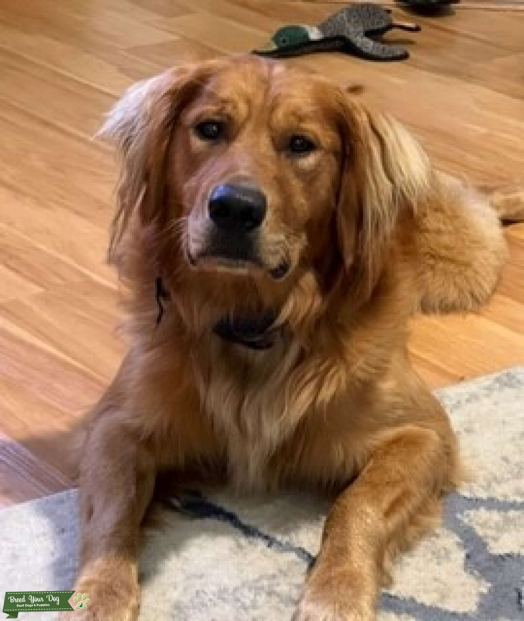 Golden Retriever for stud Stud Dog in Florida, United States Breed Your Dog