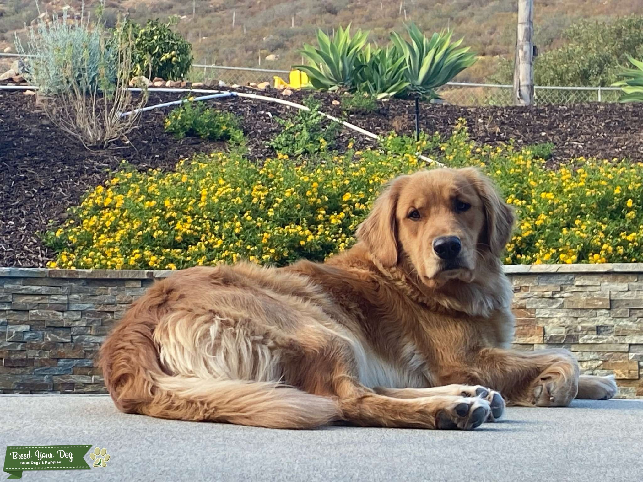 San Diego County Golden - Stud Dog in Ramona, CA (San Diego County