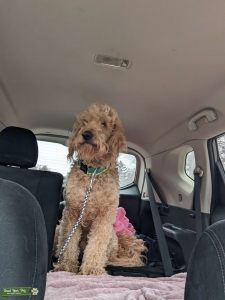F1 Golden doodle  Listing Image