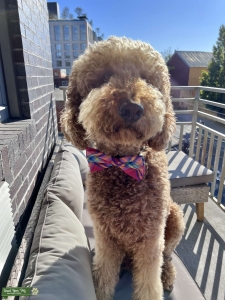 Gentle Giant/ Standard F1b goldendoodle Listing Image