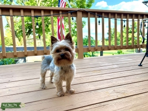 Small Blue Tan Purebred Yorkie Stud Listing Image