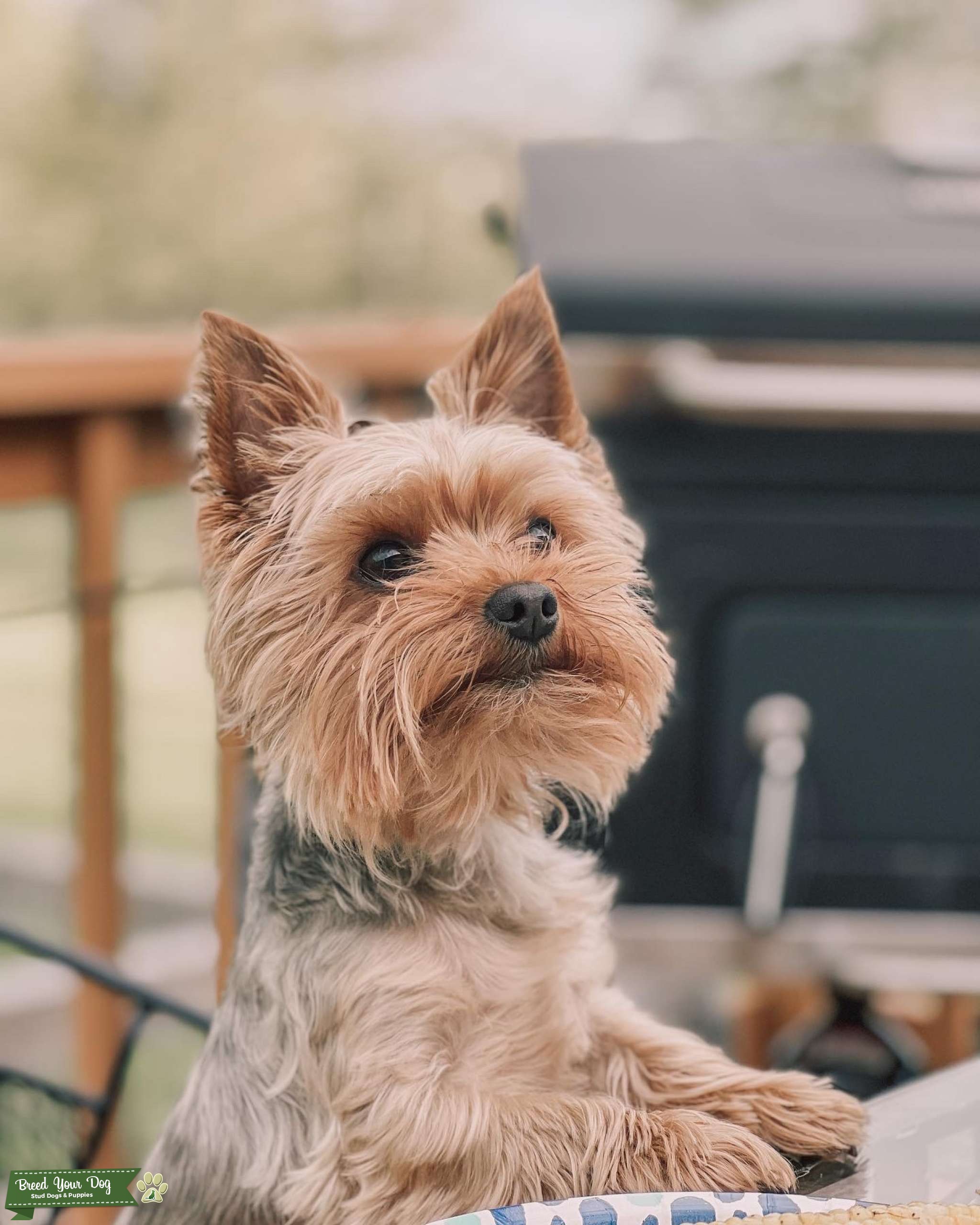 Small Blue Tan Purebred Yorkie Stud Stud Dog in Montgomery County