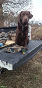 Chocolate Lab Listing Image