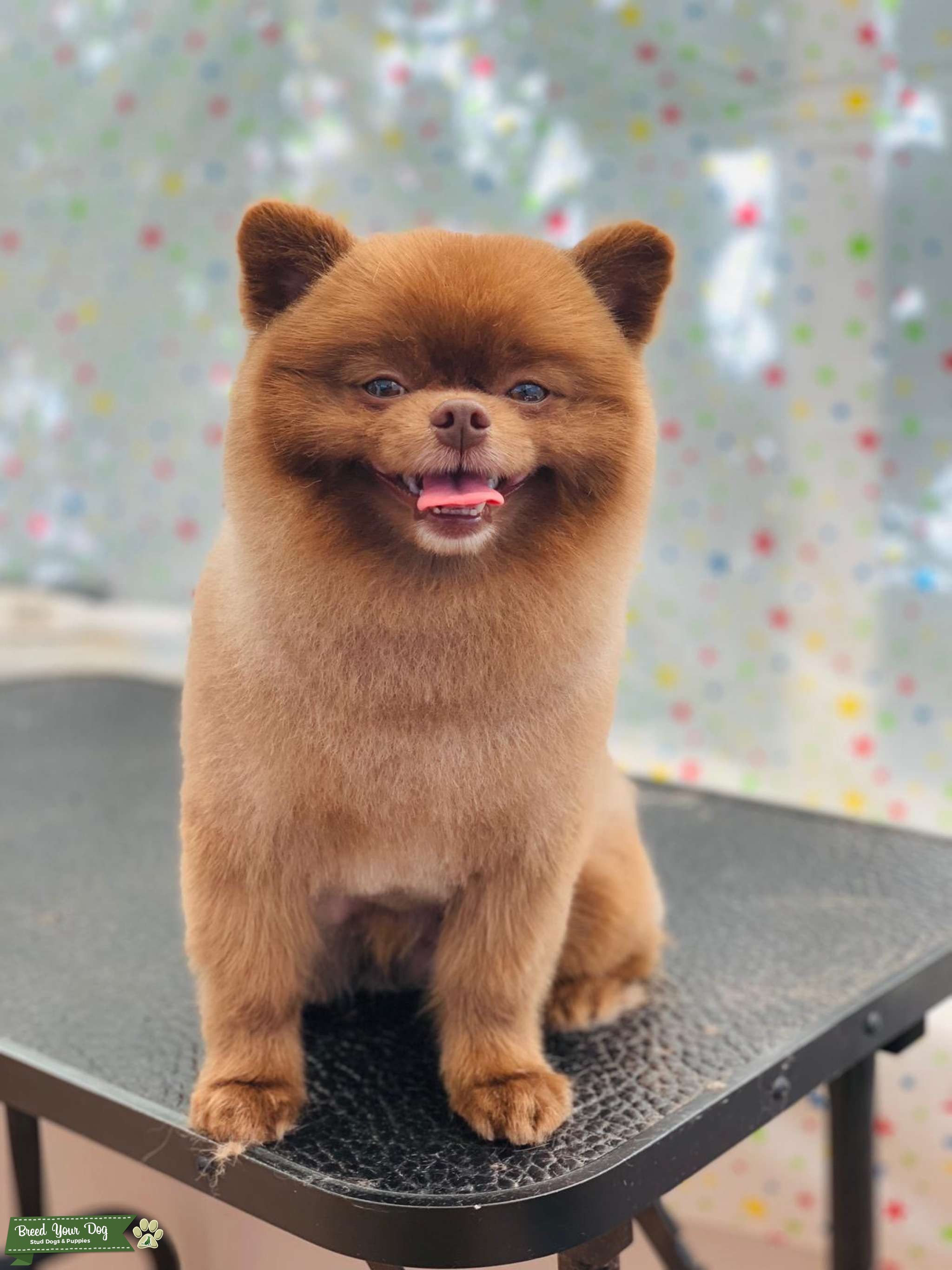 KC Registered Pedigree Miniature Pomeranian Stud Stud Dog in Los