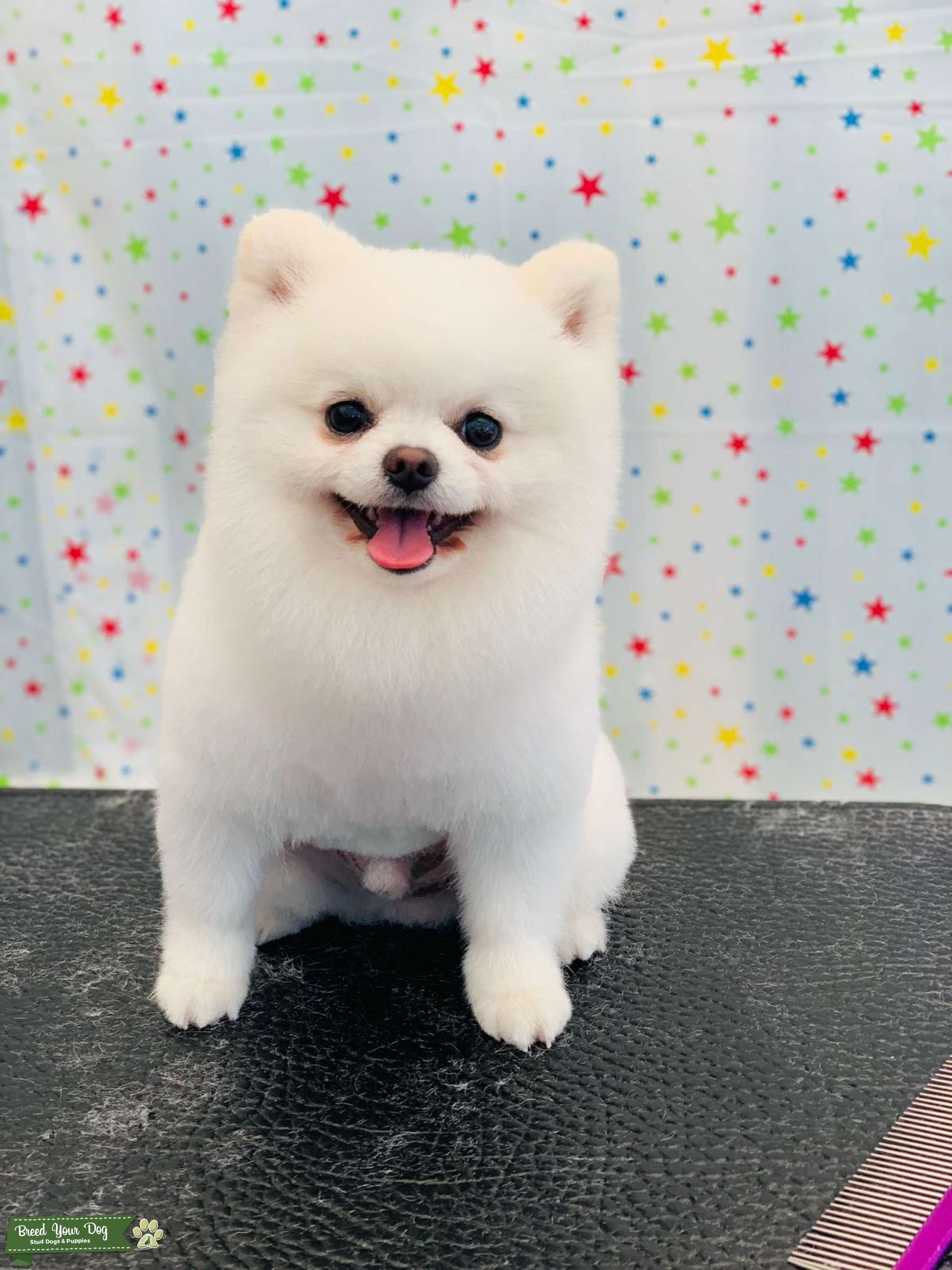 KC Registered Pure White Pedigree Miniature Pomeranian Stud Stud Dog