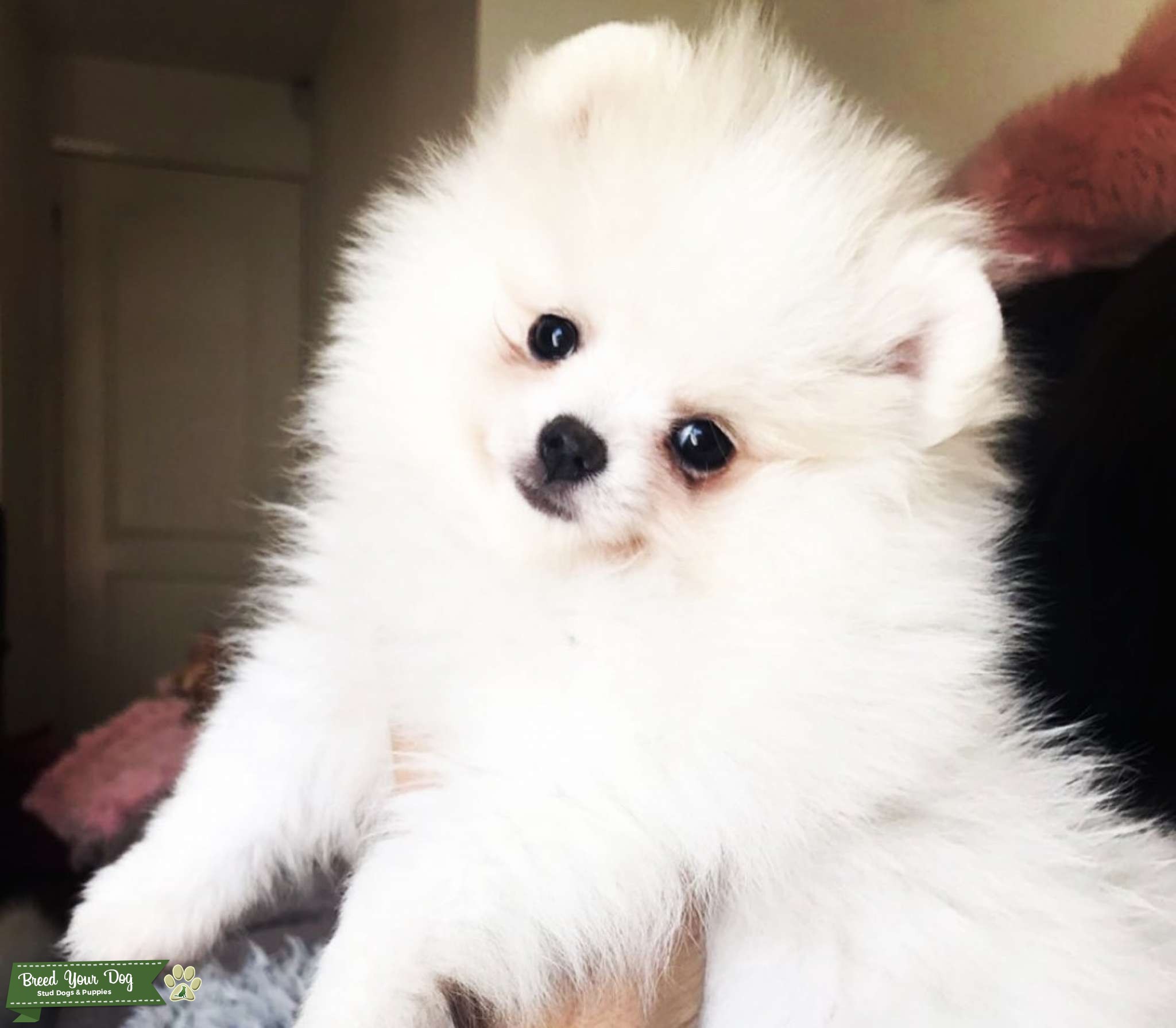 KC Registered Pure White Pedigree Miniature Pomeranian Stud Stud Dog