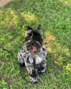 Merle Miniature Schnauzer  Listing Image