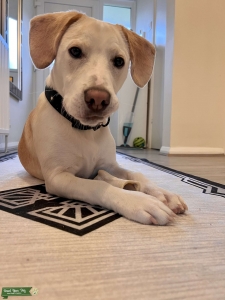 Lemon beagle  Listing Image