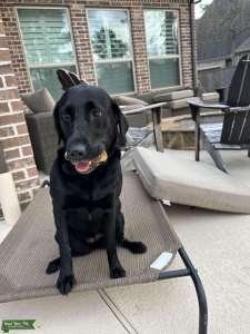 Small black lab female Listing Image