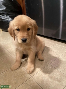 Beautiful Mabel  Listing Image
