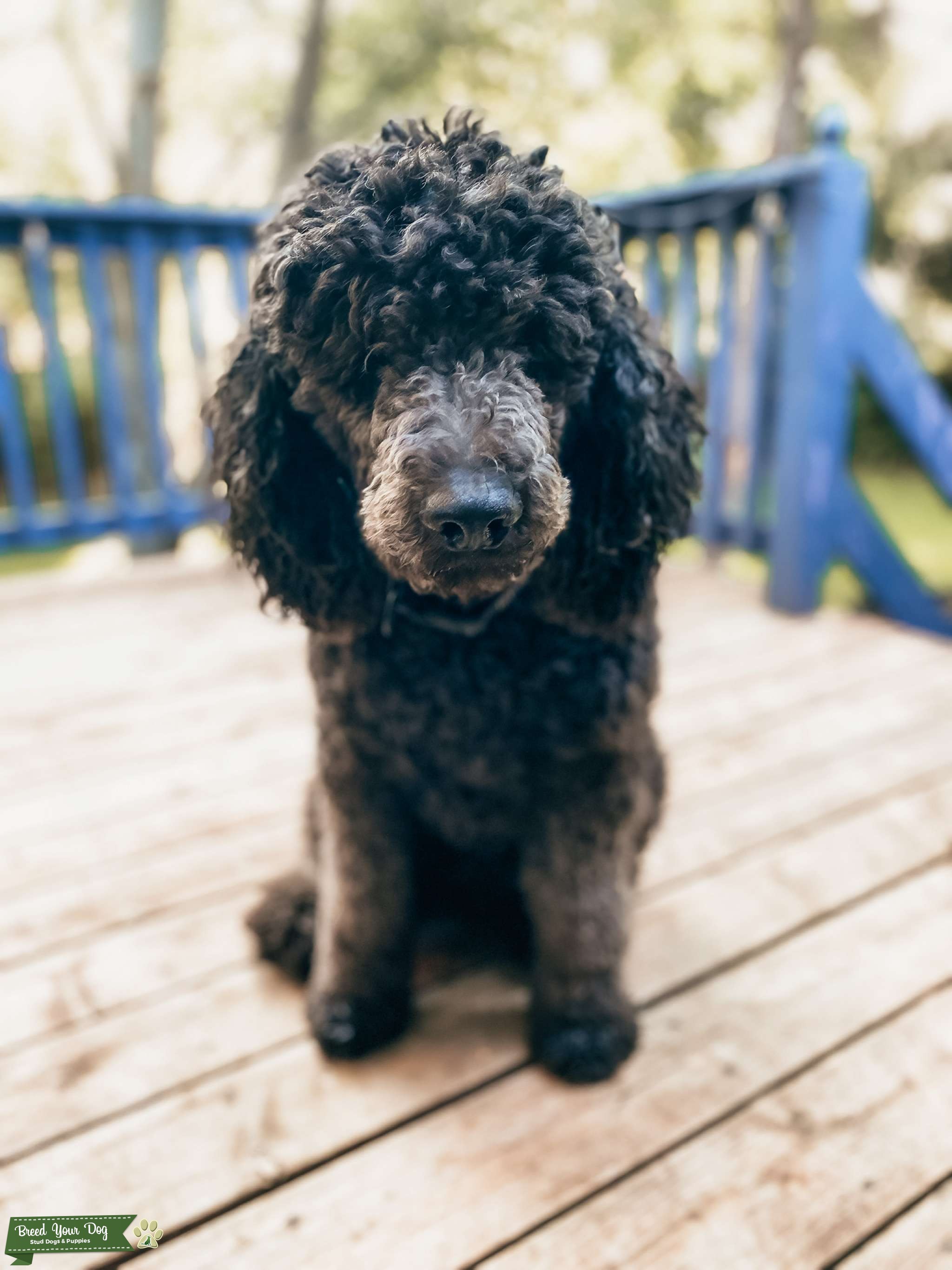 AKC Blue Standard Poodle Stud Stud Dog in Washington, the United