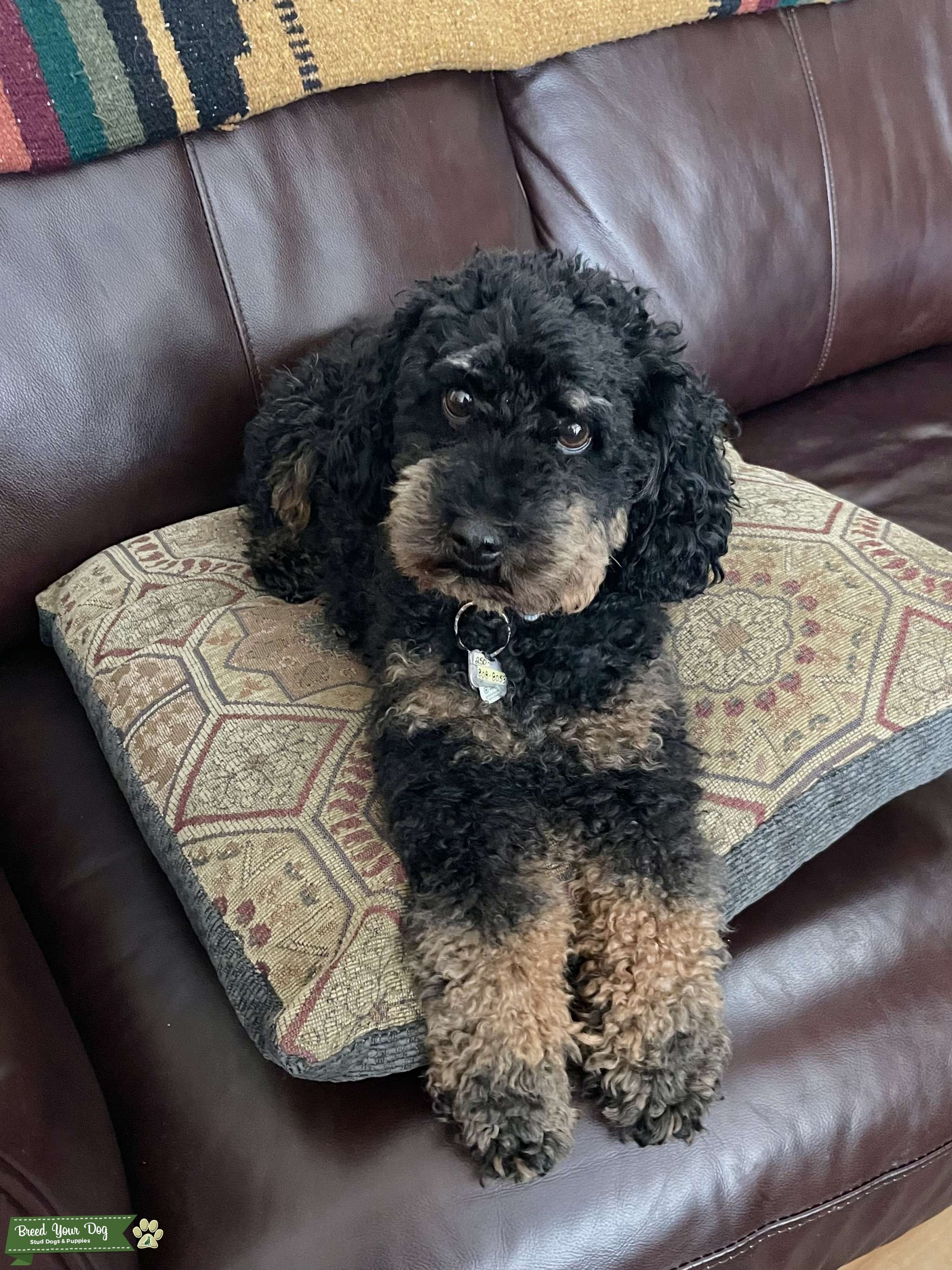 Miniature Poodle Stud With Beautiful Phantom Markings Stud Dog in