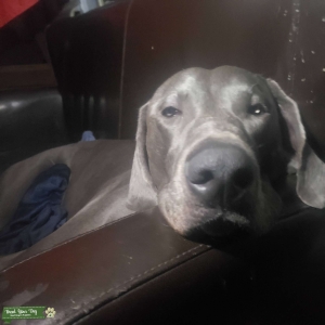 Weimaraner  Listing Image