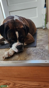 Brindle Boxer looking for Mate Listing Image