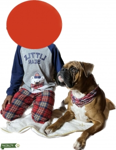 Boxer for stud  Listing Image