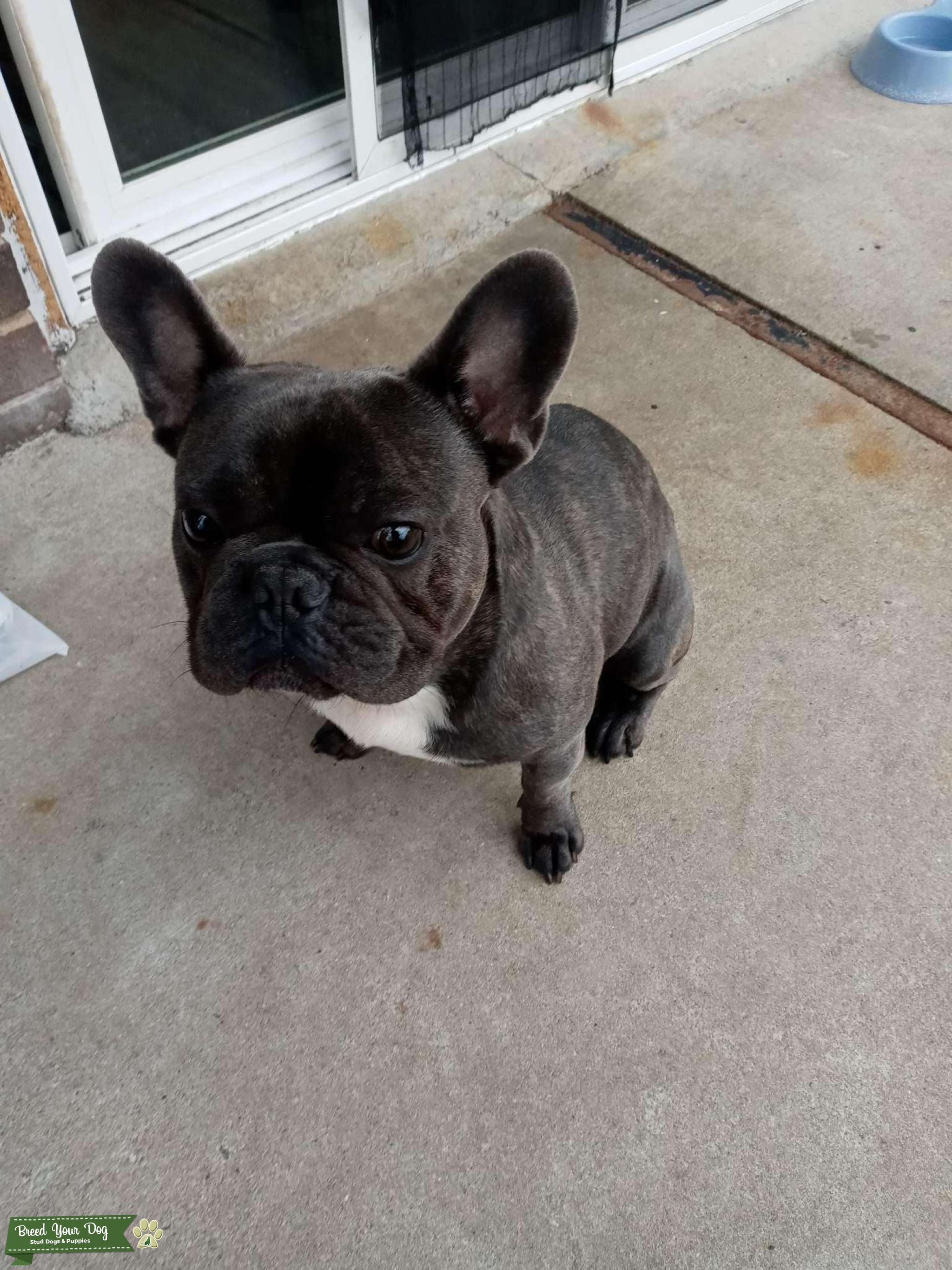 Blue brindle - Stud Dog in Nc, Thailand | Breed Your Dog