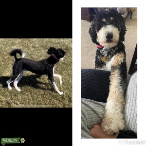 F1b Standard Bernedoodle Listing Image