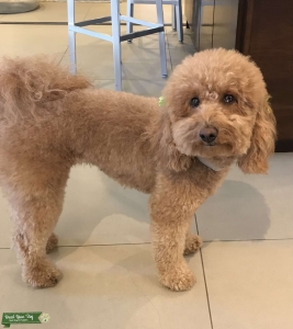 Mini Goldendoodle Listing Image