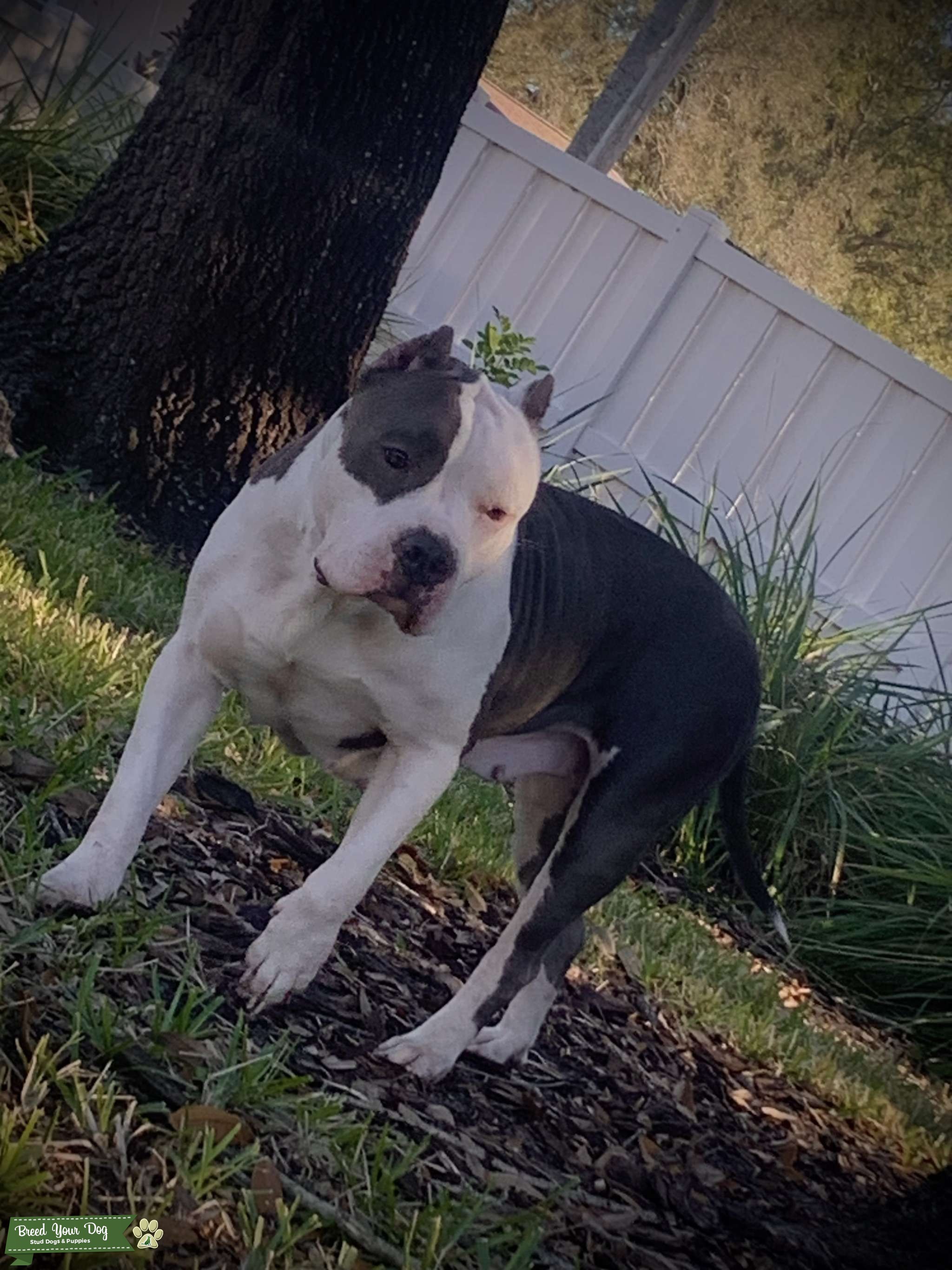 American bully Stud Dog in Tampa Fl , the United States Breed Your Dog