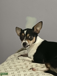 Apple head tricolor Chihuahua needs a stud! Listing Image