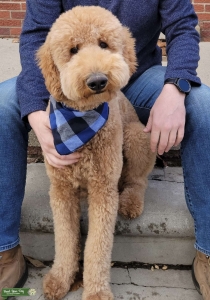 Golden Doodle Stud Listing Image