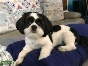 Black & White Male Shih Tzu Listing Image